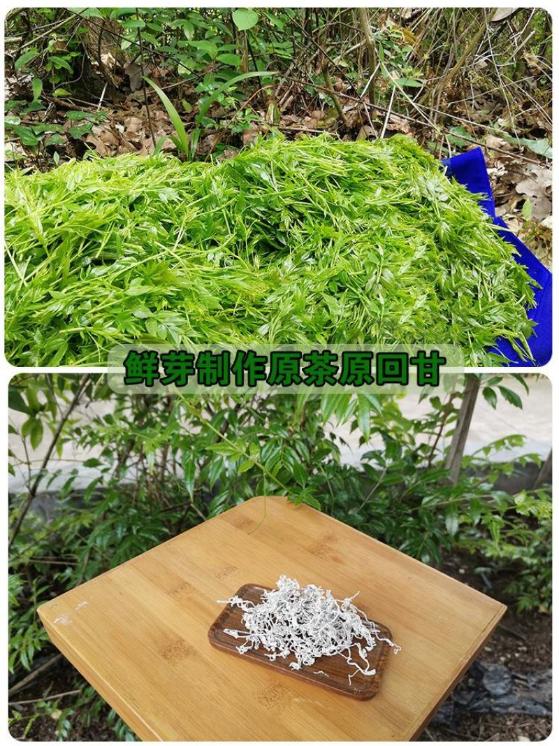 藤茶