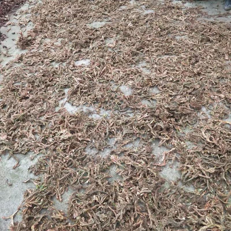 石菖蒲干货