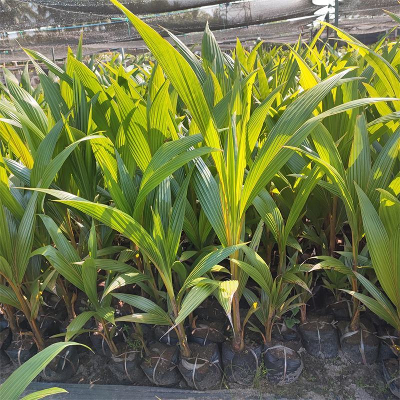新品矮化香水椰子苗矮化金椰苗可盆栽地栽庭院抗寒南北方种植
