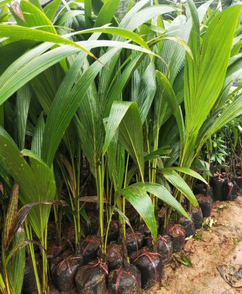新品矮化香水椰子苗矮化金椰苗可盆栽地栽庭院抗寒南北方种植