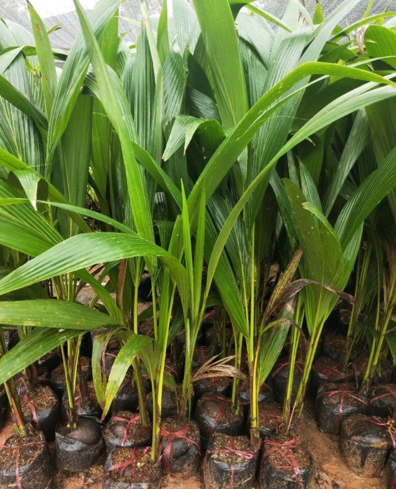 新品矮化香水椰子苗矮化金椰苗可盆栽地栽庭院抗寒南北方种植