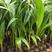新品矮化香水椰子苗矮化金椰苗可盆栽地栽庭院抗寒南北方种植