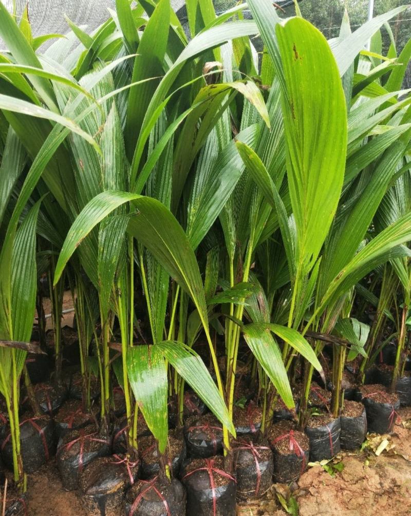 新品矮化香水椰子苗矮化金椰苗可盆栽地栽庭院抗寒南北方种植