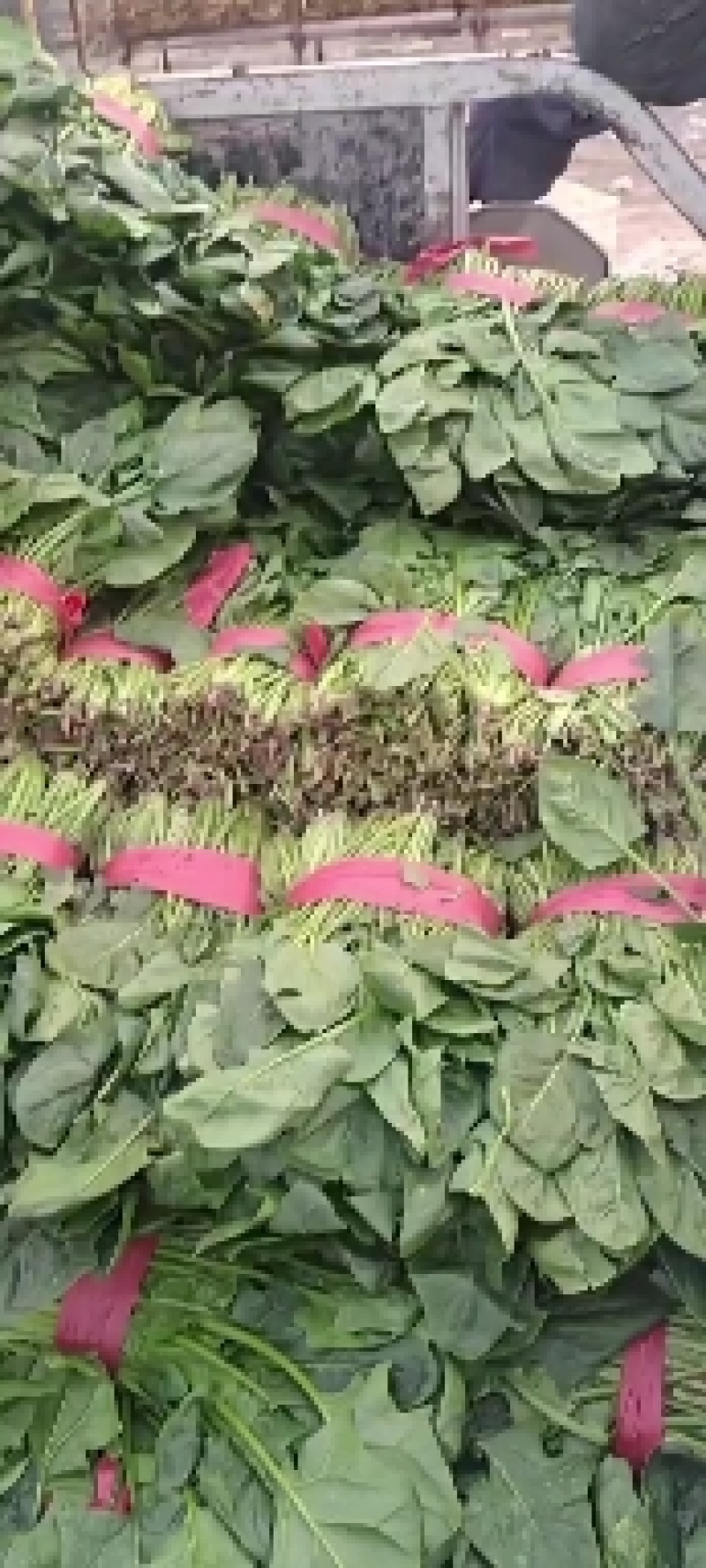 河北精品大叶菠菜，25~30厘米，万亩蔬菜基地直供。