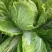 【黄心白菜】黄心白菜，货源充足，品质有保证欢迎联系