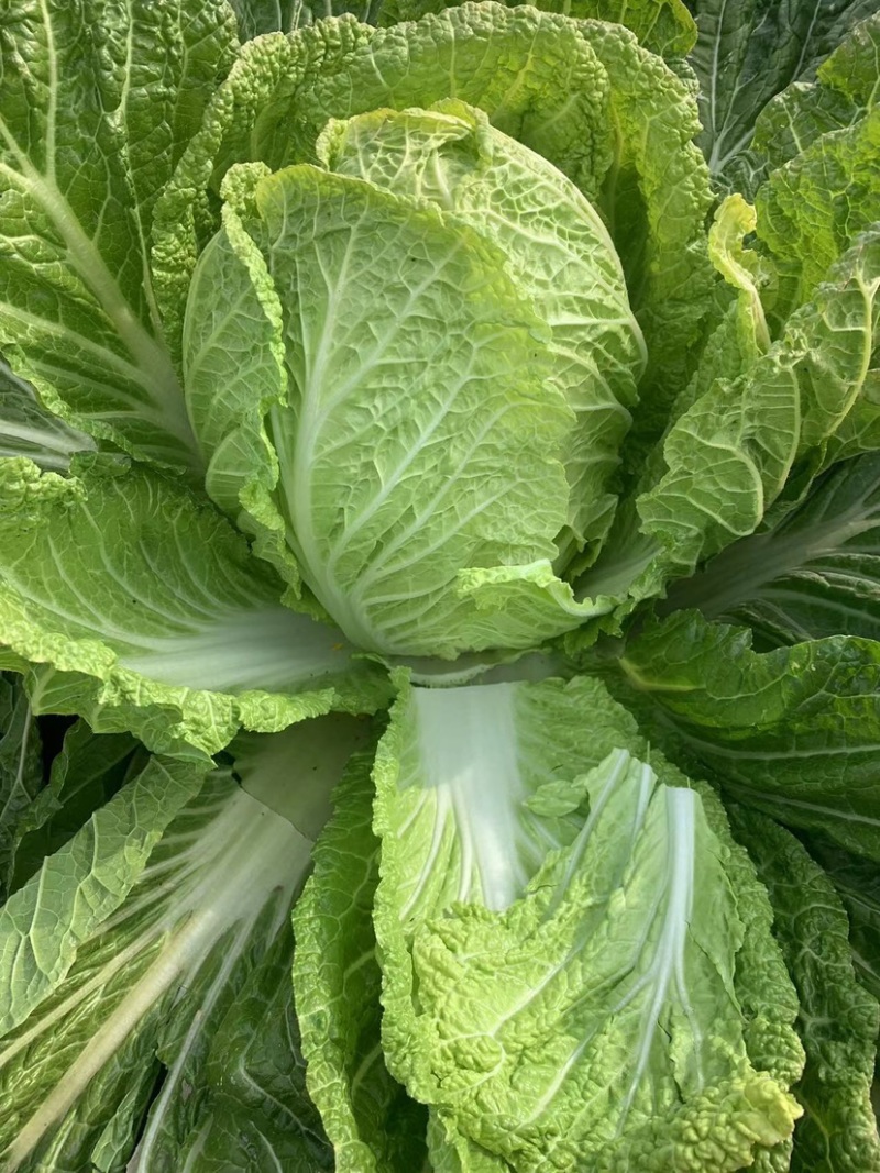 【黄心白菜】黄心白菜，货源充足，品质有保证欢迎联系