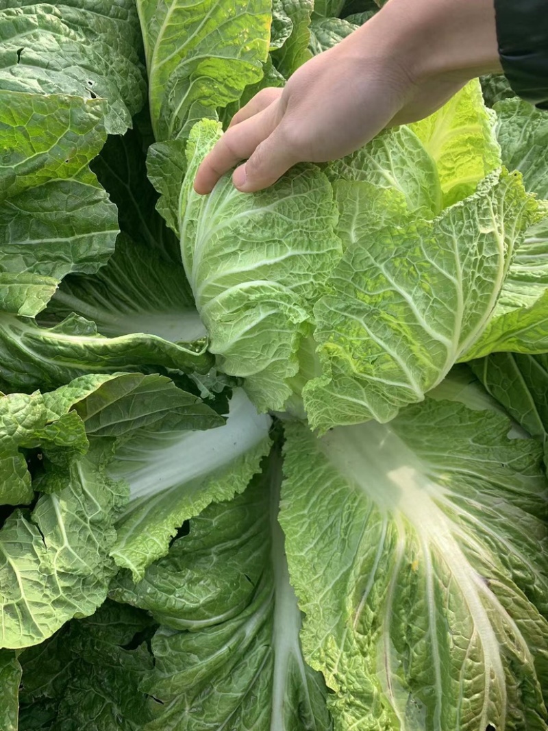 【黄心白菜】黄心白菜，货源充足，品质有保证欢迎联系