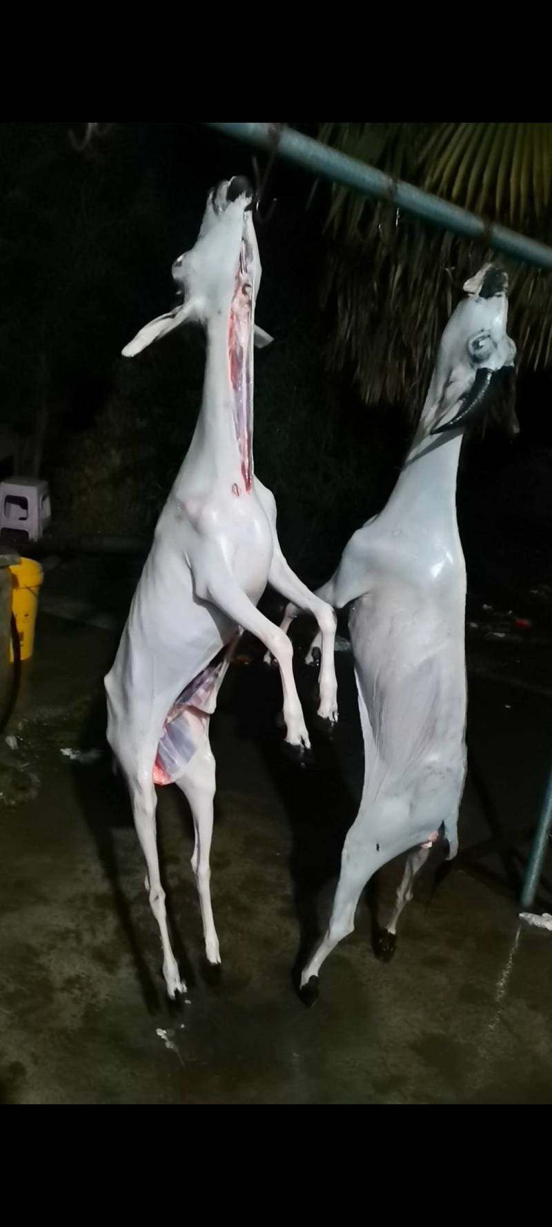 黑山羊白条羊酮体0注水0加工一手货源纯黑小耳