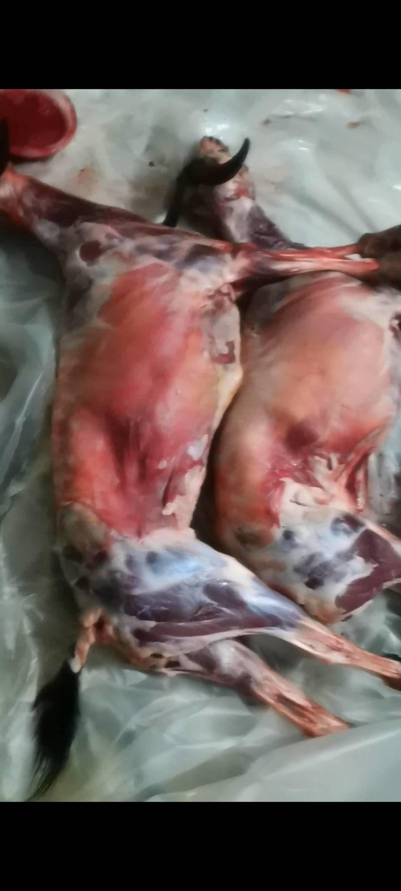 黑山羊白条羊酮体0注水0加工一手货源纯黑小耳