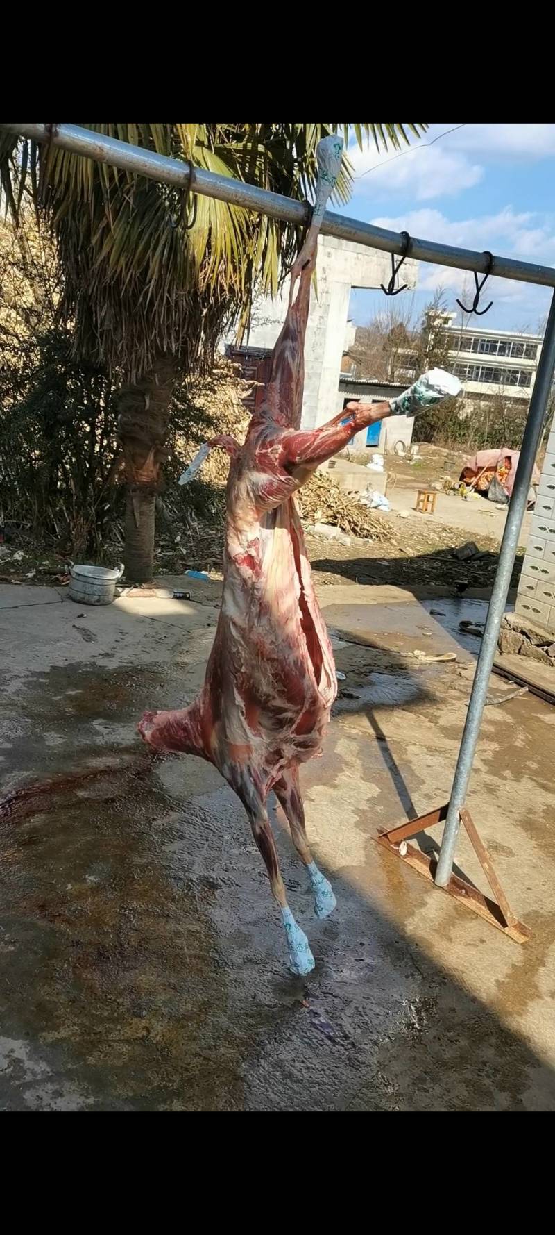 黑山羊白条羊酮体0注水0加工一手货源纯黑小耳