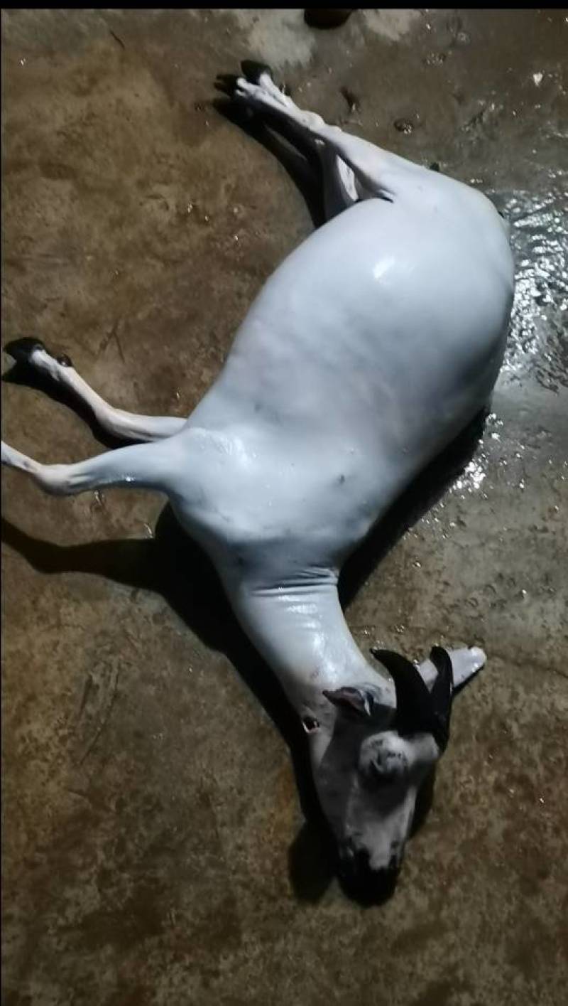 黑山羊白条羊酮体0注水0加工一手货源纯黑小耳