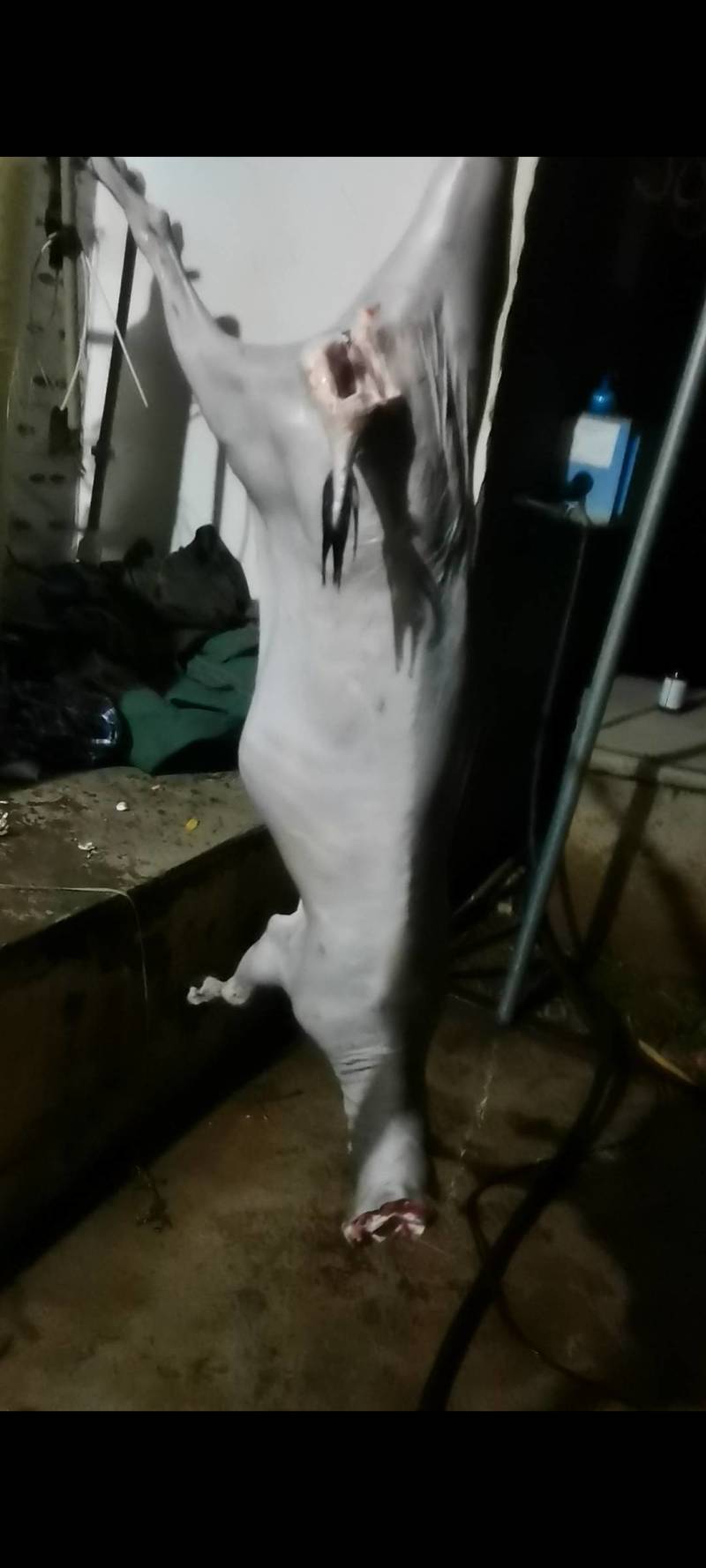 黑山羊白条羊酮体0注水0加工一手货源纯黑小耳