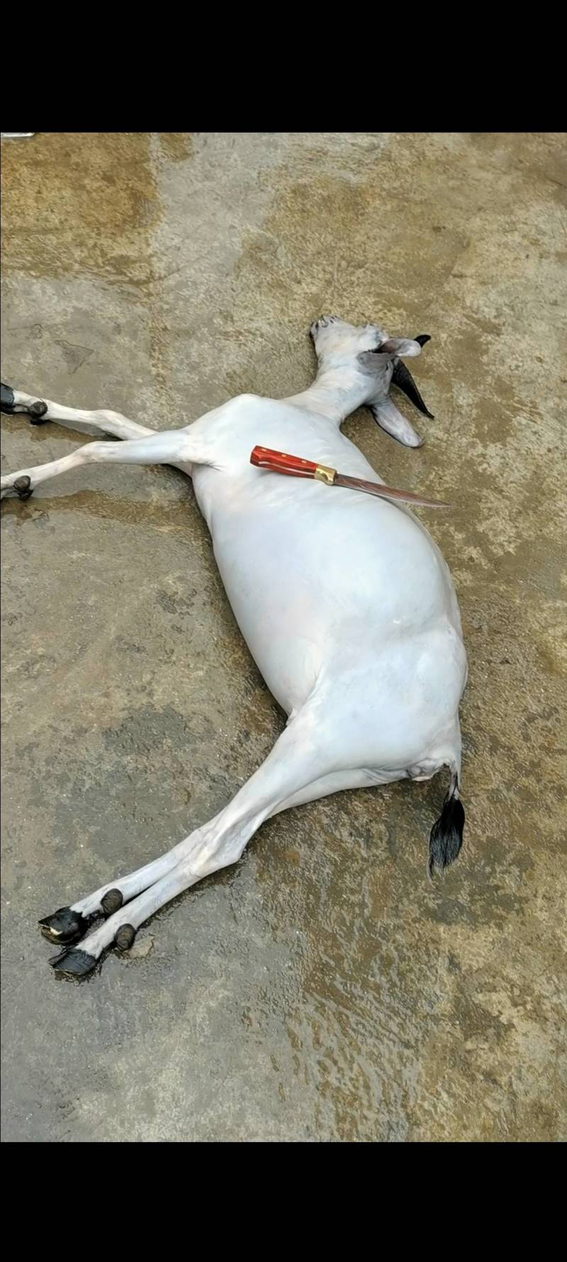 黑山羊白条羊酮体0注水0加工一手货源纯黑小耳