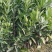 蜜桔苗，早熟宫川苗，普早裸根苗，批发地头价，苗圃直供。
