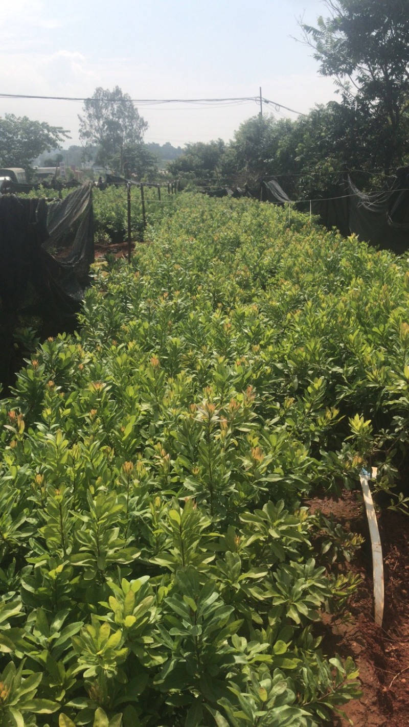 东魁杨梅苗出售，早梅，王子安海，荸荠梅，台梅