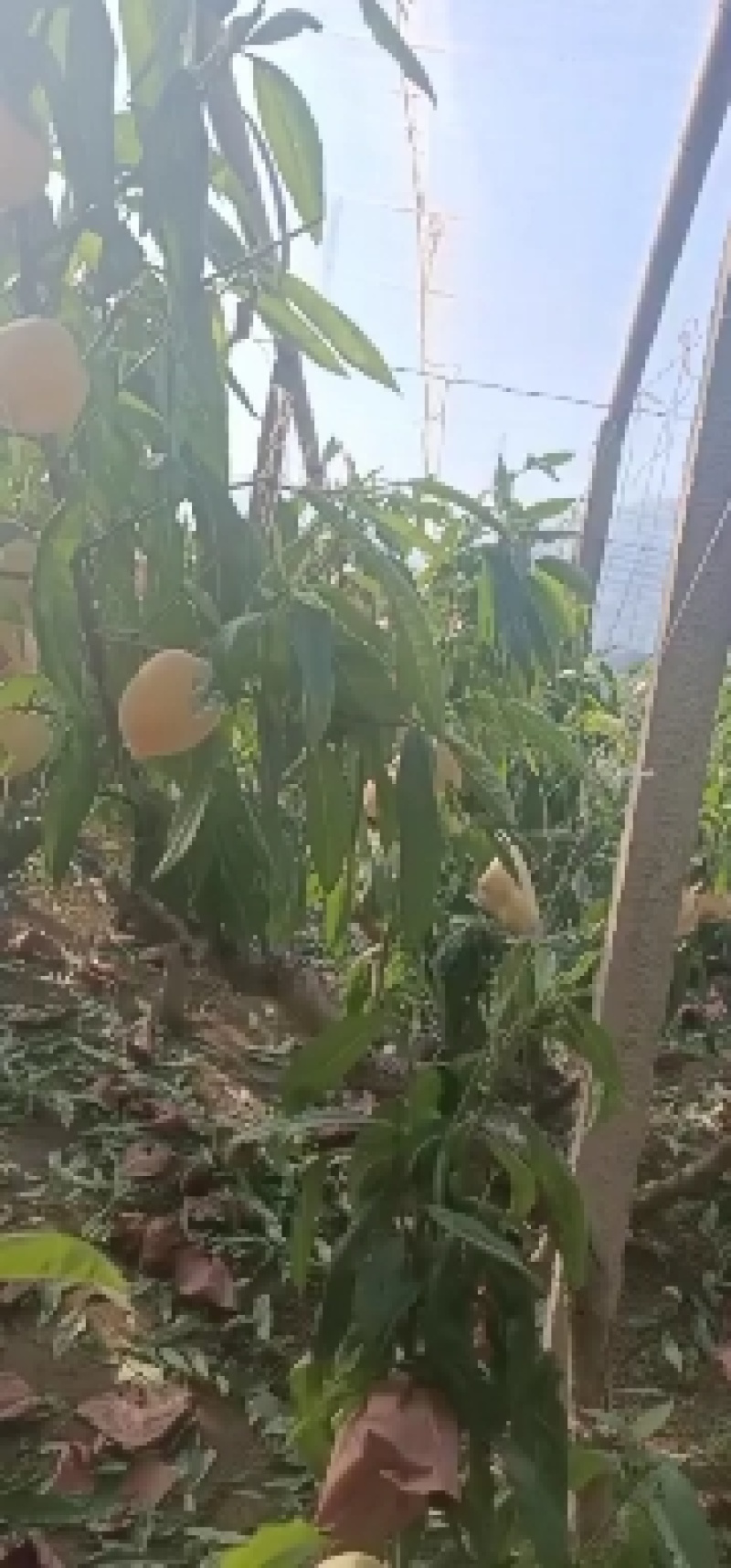 温室大棚春雪桃上市了，口感好耐运输产地直销，欢迎朋友们合