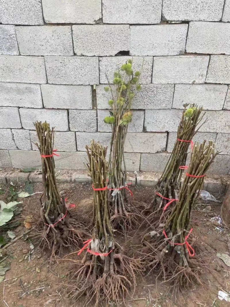 红油板栗结果多，不生虫，好管理，面甜非常好吃
