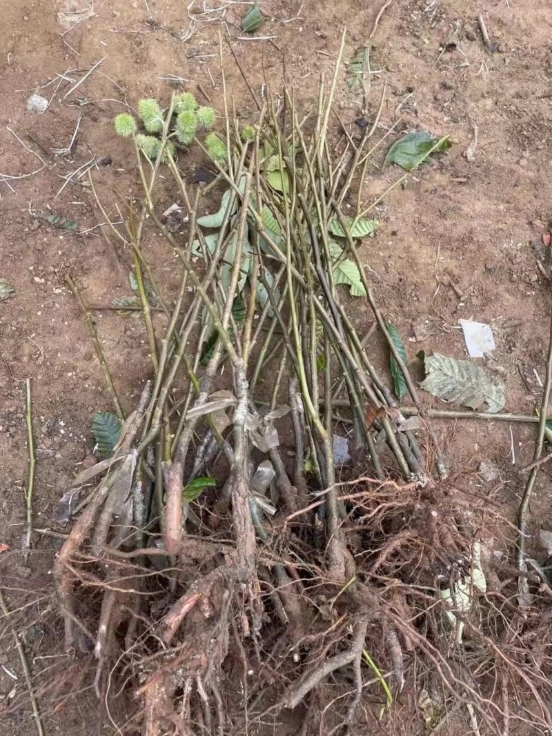 红油板栗结果多，不生虫，好管理，面甜非常好吃