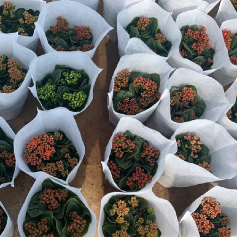 长寿花系列产品盆花