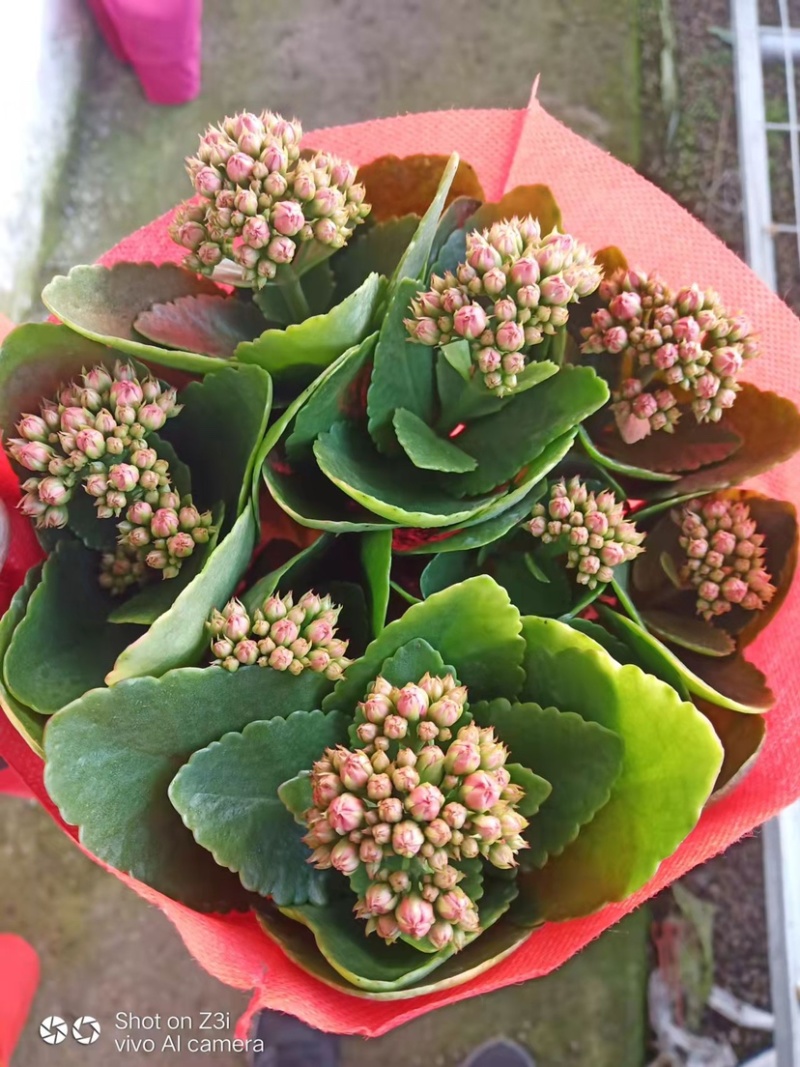 长寿花系列产品盆花