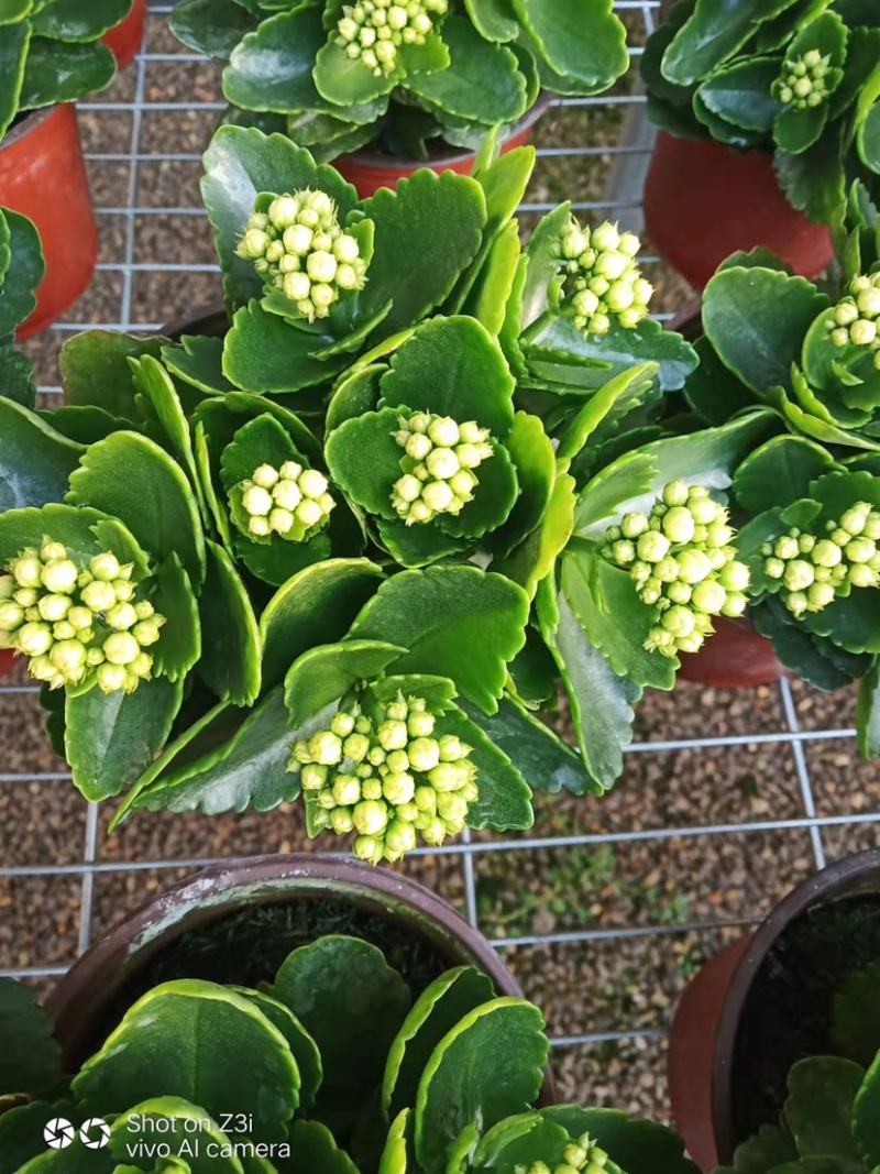 长寿花系列产品盆花