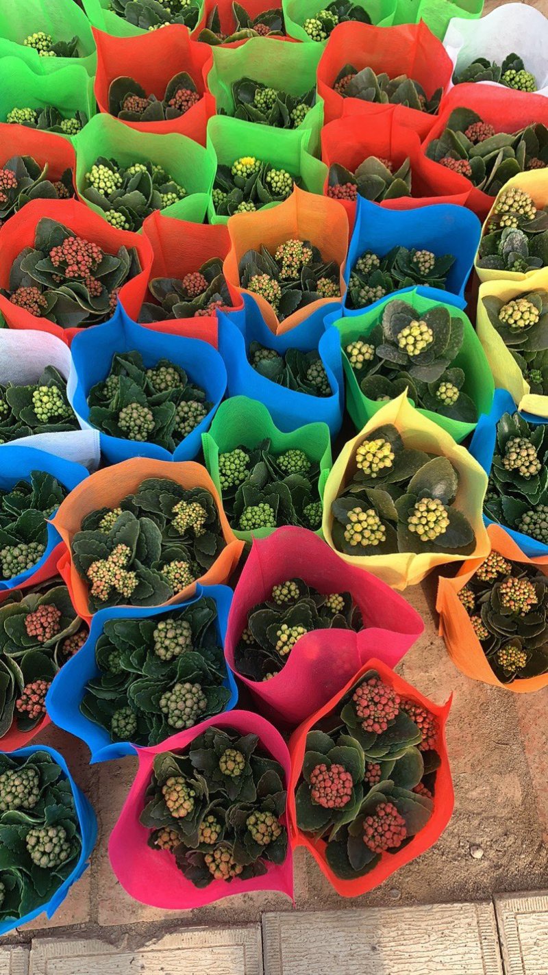 长寿花系列产品盆花