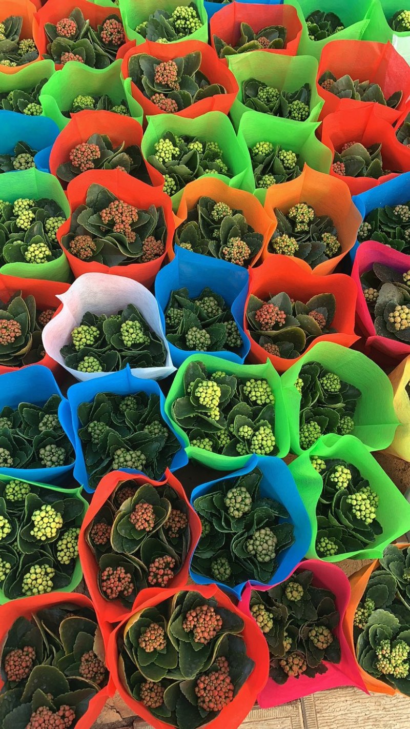 长寿花系列产品盆花