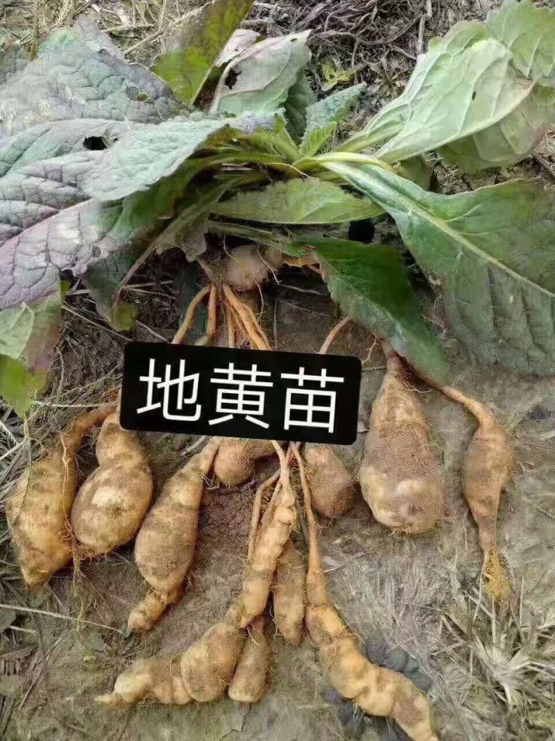 地黄种苗，地黄种子，生地种苗，高产地黄种苗，