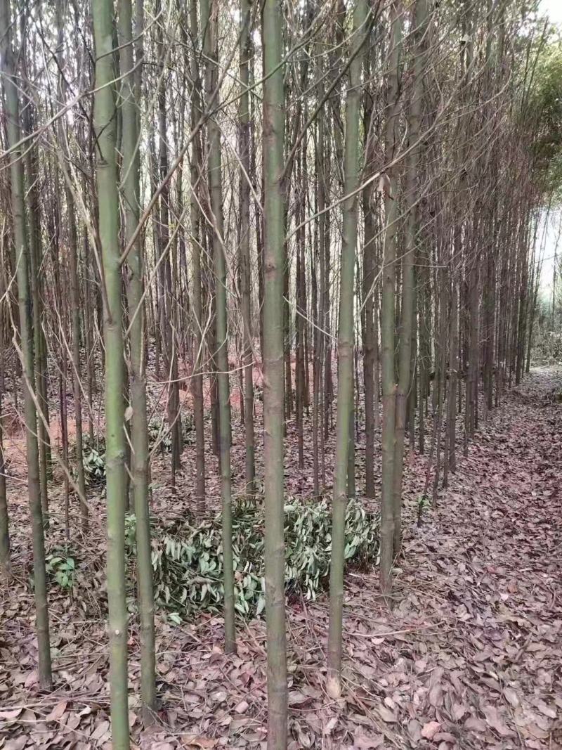 香樟树苗1到20公分有货，多年育苗基地，诚信经营