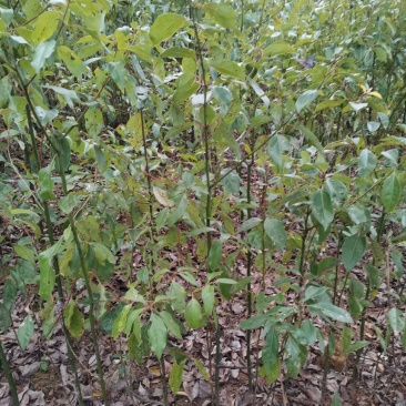 香樟树苗1到20公分有货，多年育苗基地，诚信经营