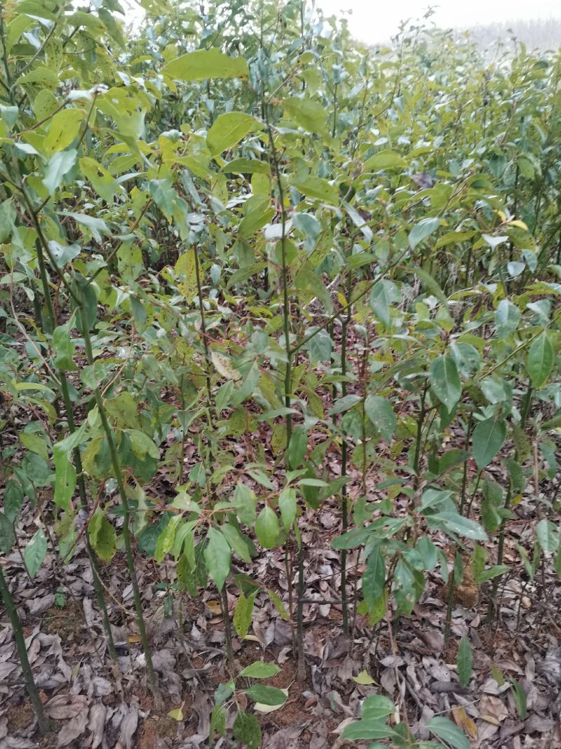 香樟树苗1到20公分有货，多年育苗基地，诚信经营