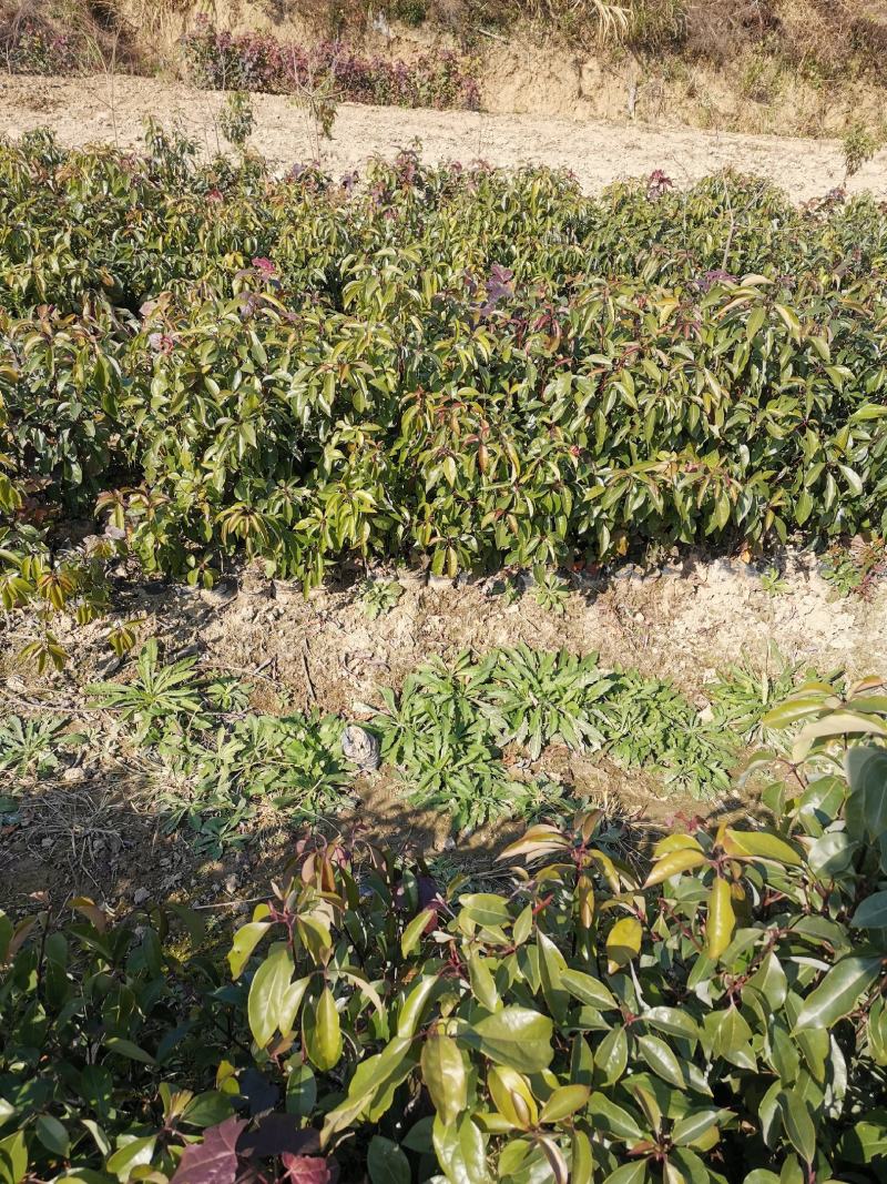 香樟树苗1到20公分有货，多年育苗基地，诚信经营