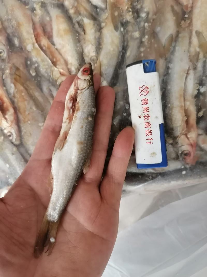 纯手工柴火炕白条（蓝刀鱼）已剖肠杂，干净香甜肉嫩