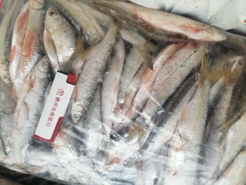 纯手工柴火炕白条（蓝刀鱼）已剖肠杂，干净香甜肉嫩