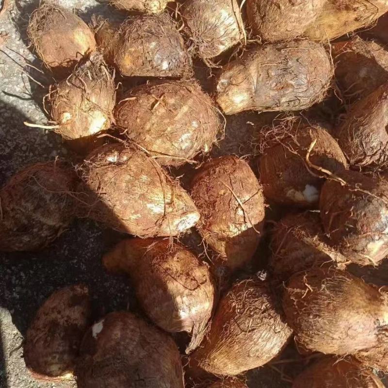 芋头8520芋头产地直发，可视频验货。坏烂包赔。