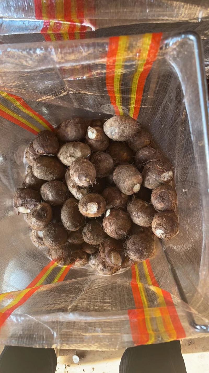 芋头8520芋头产地直发，可视频验货。坏烂包赔。