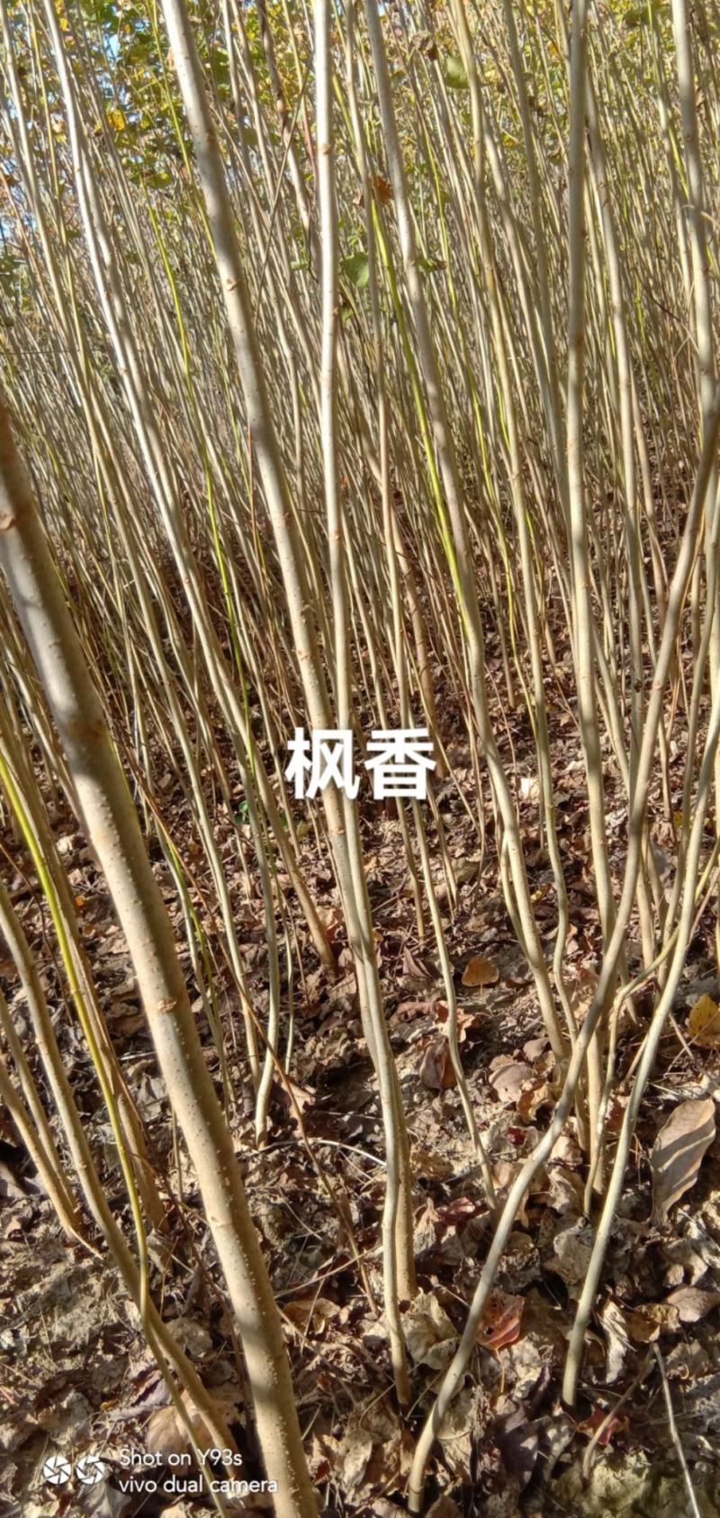 枫香树苗1到20公分都有，多年育苗基地，诚信经营