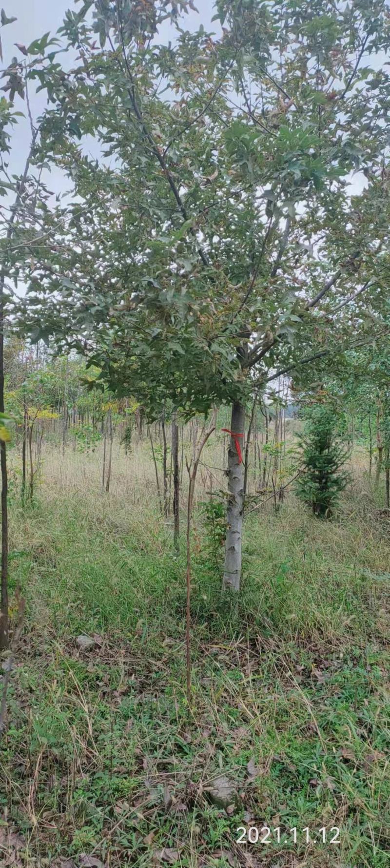 枫香树苗1到20公分都有，多年育苗基地，诚信经营