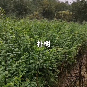 朴树小苗及绿化树1到30公分都有，多年育苗基地，诚信经营