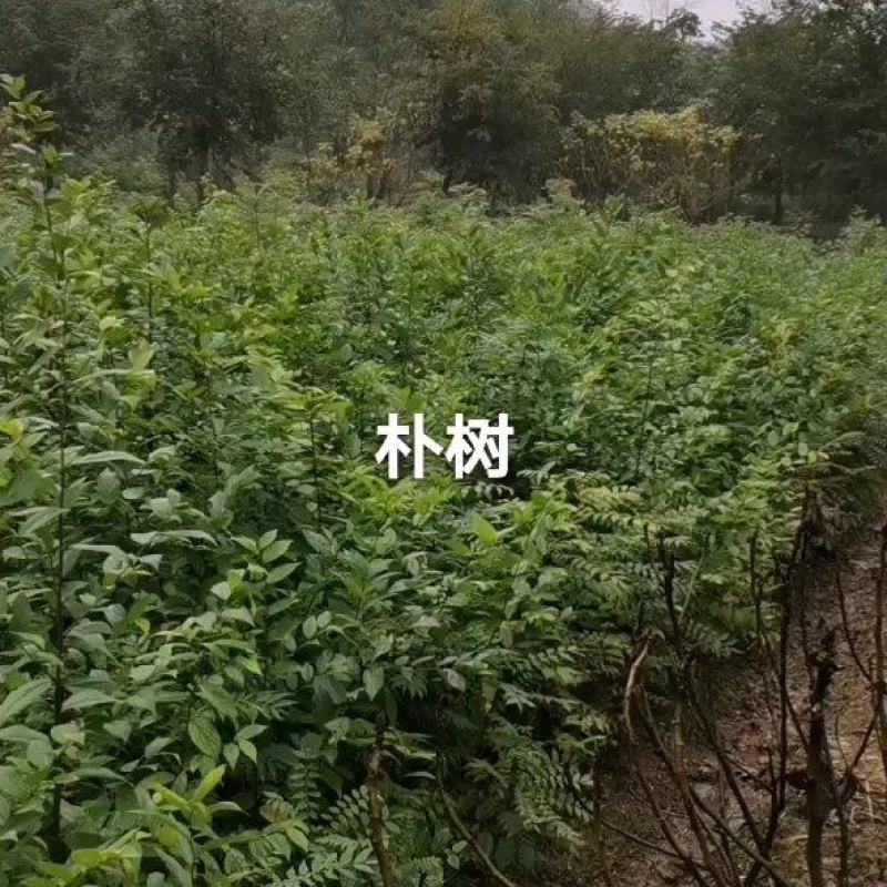 朴树小苗及绿化树1到30公分都有，多年育苗基地，诚信经营
