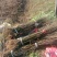 朴树小苗及绿化树1到30公分都有，多年育苗基地，诚信经营