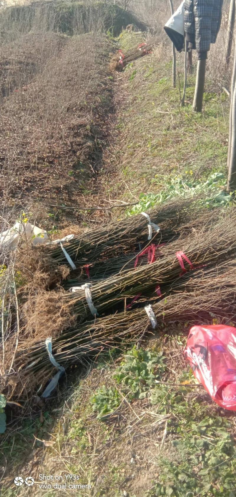 朴树小苗及绿化树1到30公分都有，多年育苗基地，诚信经营