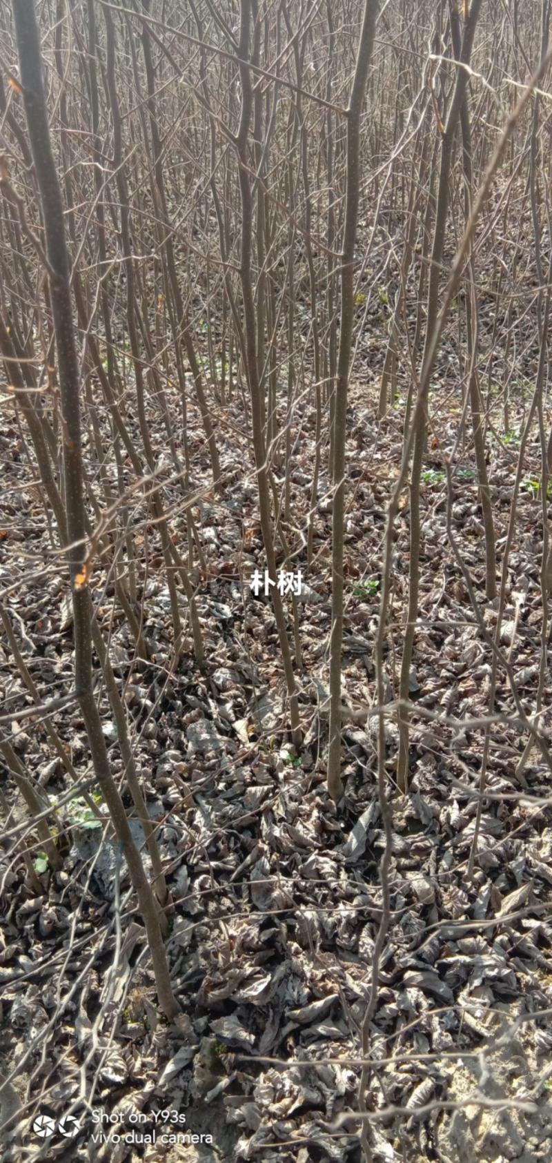 朴树小苗及绿化树1到30公分都有，多年育苗基地，诚信经营