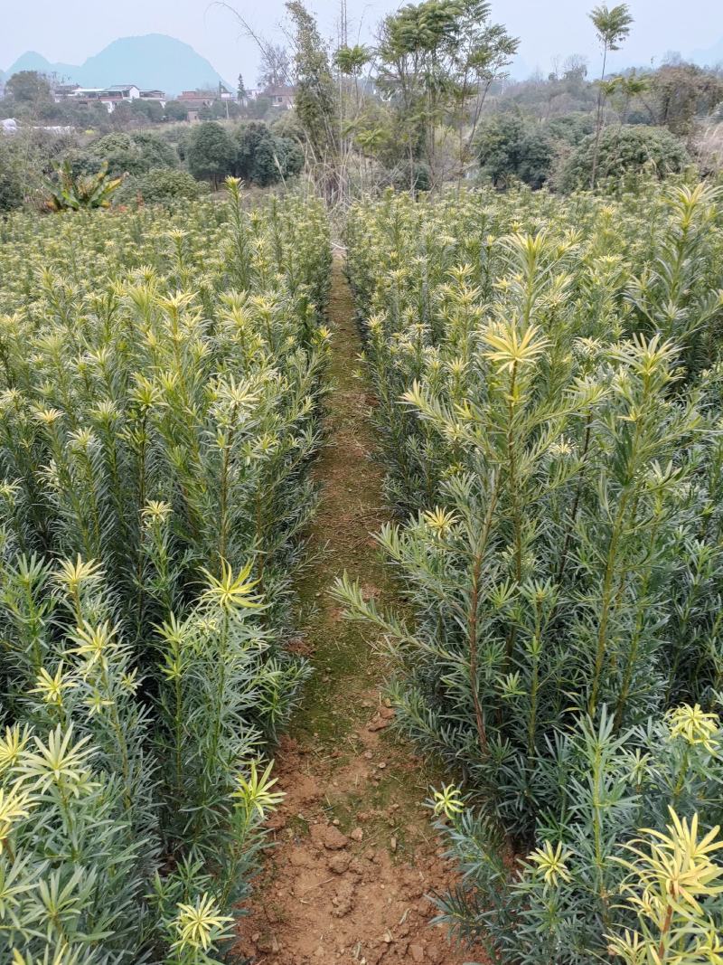 大量供应罗汉松罗汉松小苗一年长青包邮