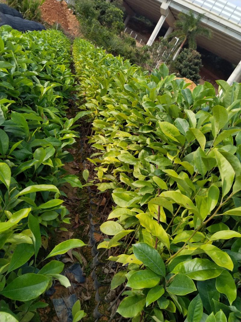 火力楠木，楠木，造林苗木种植基地直销一手货源，大量供应各