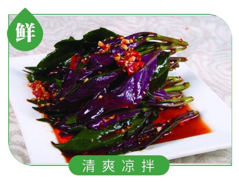 现摘紫背天葵血皮菜红背菜观音菜新鲜蔬菜盆栽绿植
