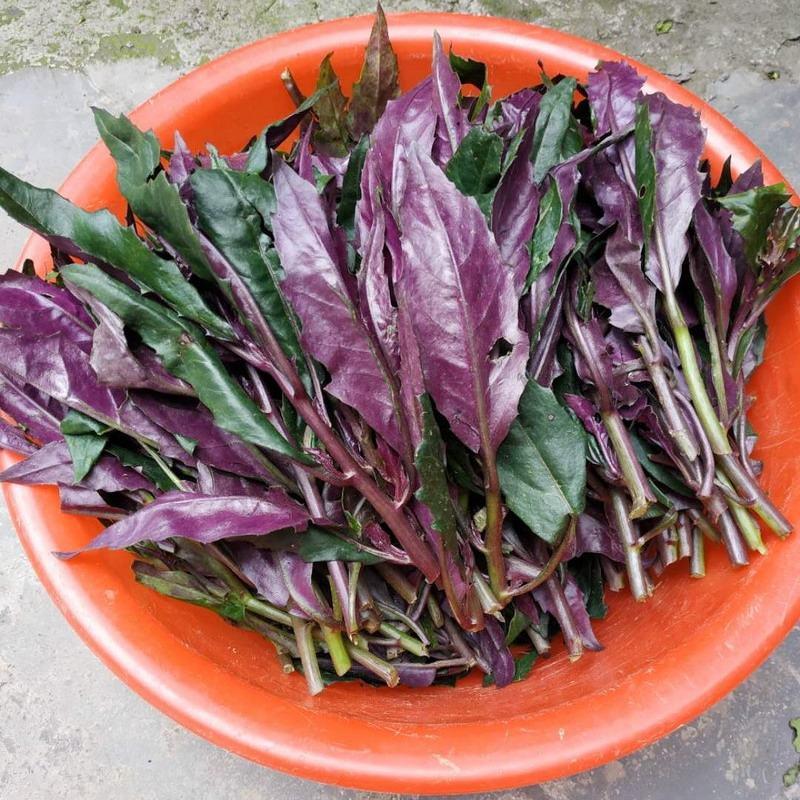 现摘紫背天葵血皮菜红背菜观音菜新鲜蔬菜盆栽绿植