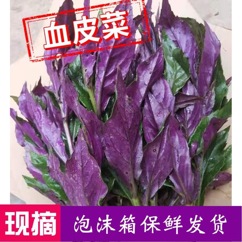 现摘紫背天葵血皮菜红背菜观音菜新鲜蔬菜盆栽绿植