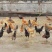 8个月以上土鸡