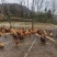8个月以上土鸡